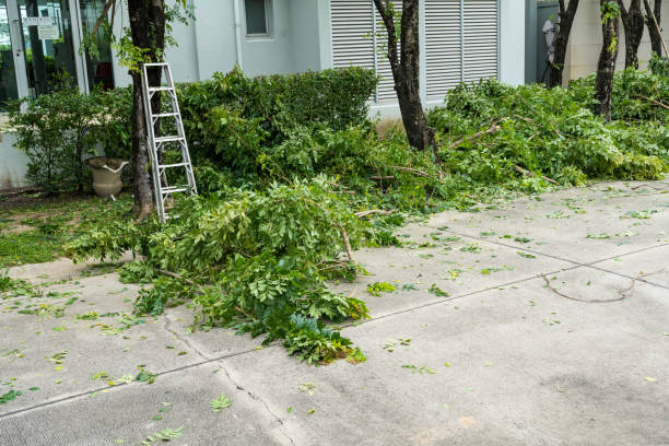 How Our Tree Care Process Works  in  Rahway, NJ