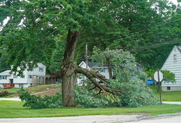 Reliable Rahway, NJ Tree Care Services Solutions